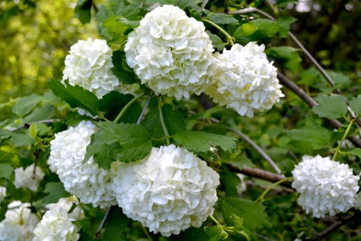 Snowball Bush (Viburnum)