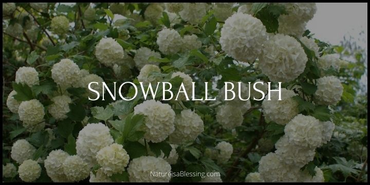 Snowball Bush - How to Plant, Grow, and Care - Nature is a Blessing