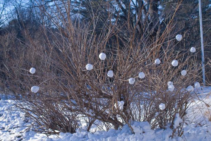Snowball Bushes in Winter