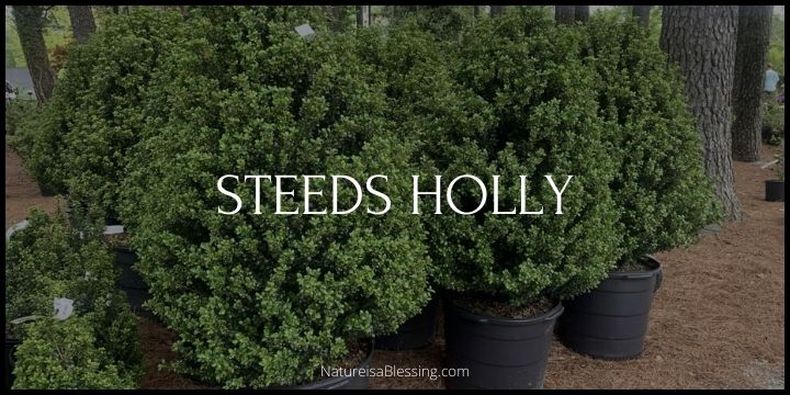 Steeds Holly - How to Plant, Grow, and Care - Nature is a Blessing