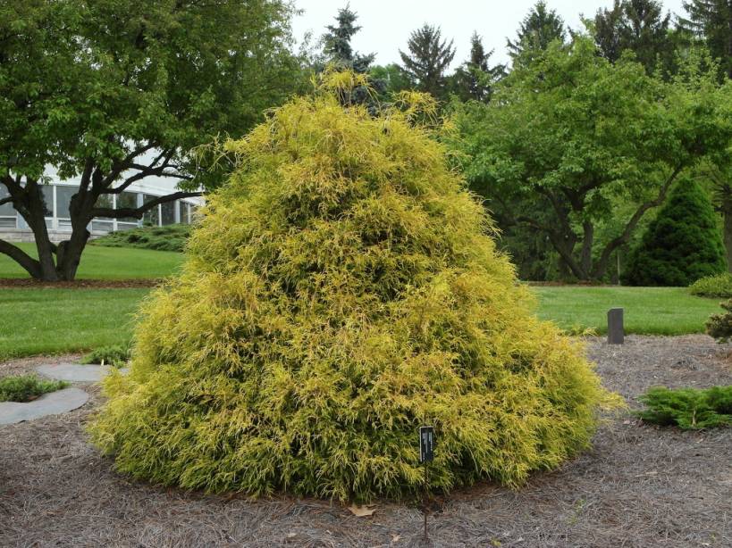 How to Plant and Grow Golden Mop Cypress