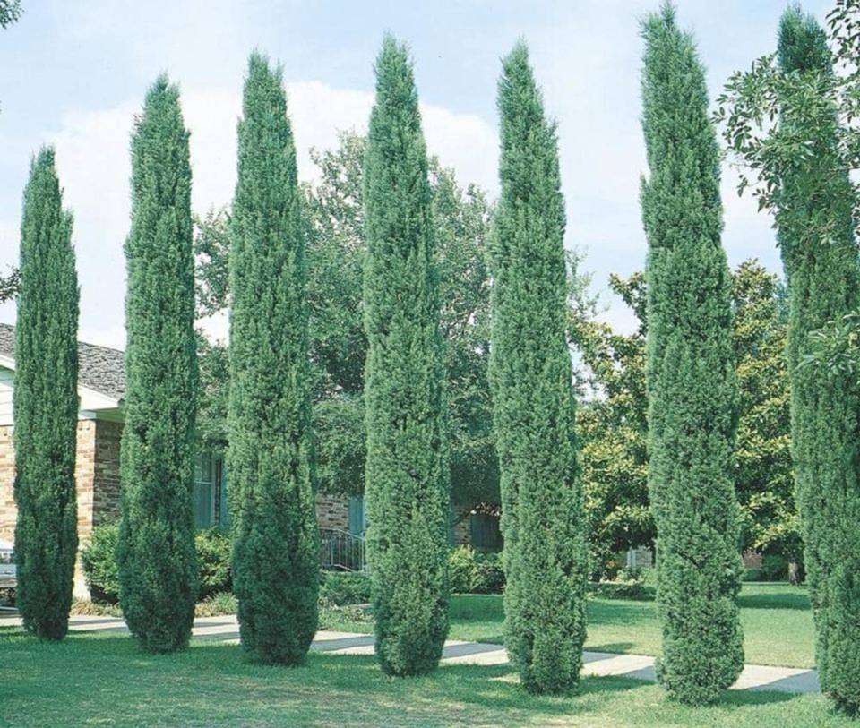The Pros and Cons of Italian Cypress