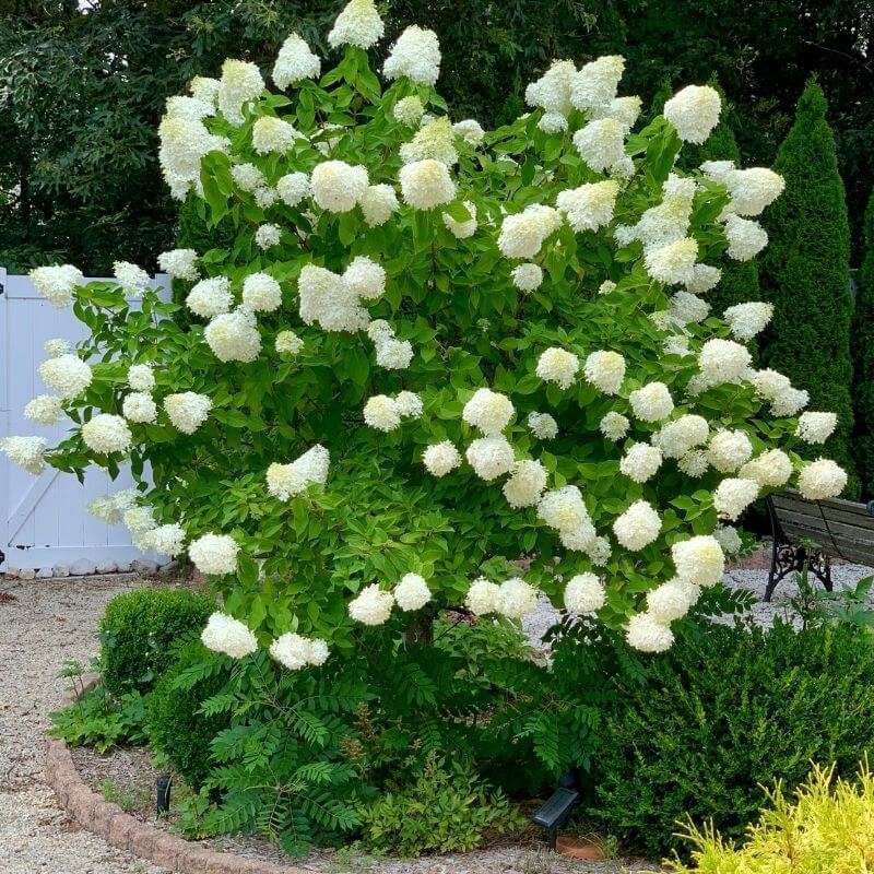 How to Plant and Grow Limelight Hydrangea Tree
